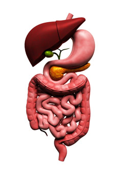 Digestive Tract Image
